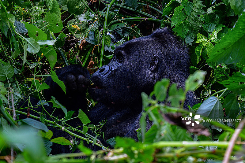 用树叶喂食的雄性山地大猩猩图片素材