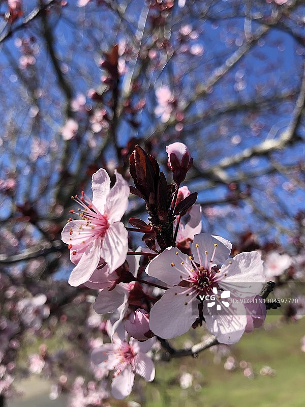 樱桃树开花图片素材