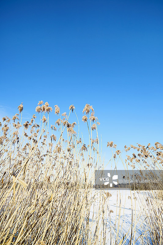 冬天，蓝色的天空映衬着结冰的湖面上的芦苇草图片素材