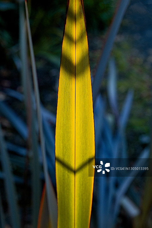 新西兰一种亚麻植物的黄色叶片图片素材