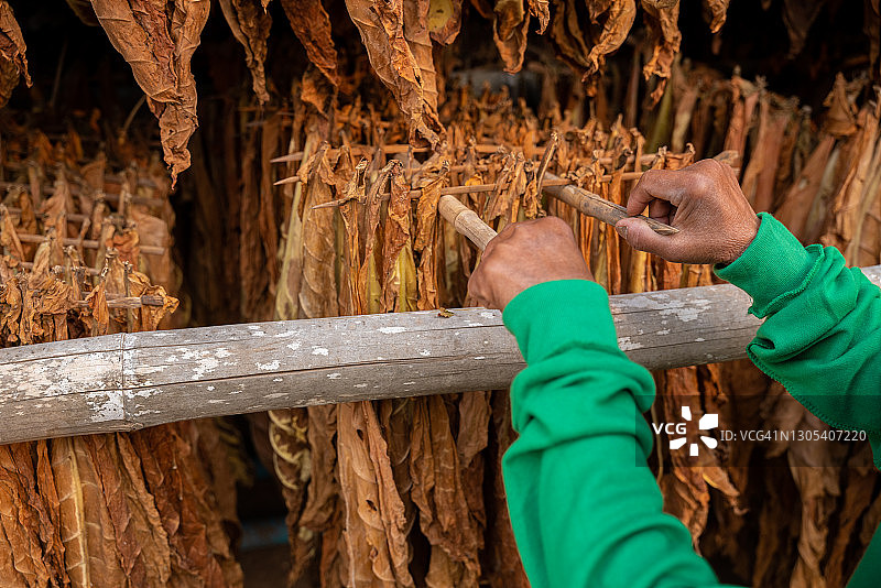 农民的手在烤白肋烟挂在谷仓。图片素材