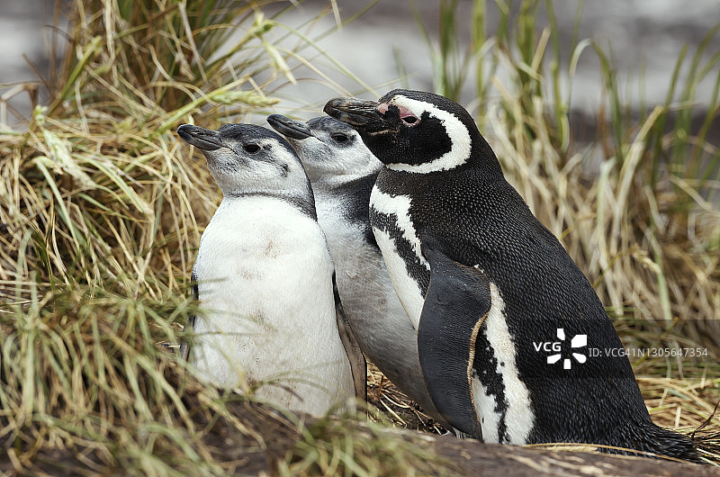 麦哲伦企鹅和两只小企鹅的特写图片素材