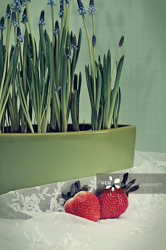 春天的静物生活与新鲜的草莓和麝香花侧视图在浅绿色的墙背景特写。有选择性的重点图片素材