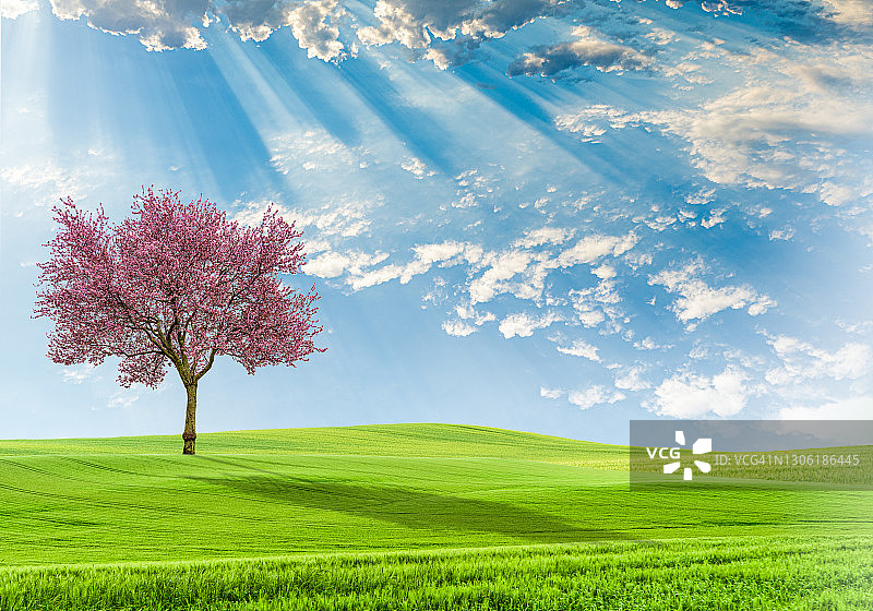 盛开的樱花树在一个绿色的田野与蓝天白云在法国。图片素材