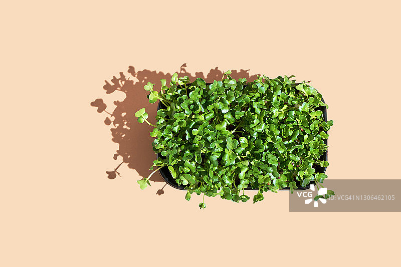 微绿色萝卜在黑色塑料罐上米色自然背景。在家种菜。图片素材