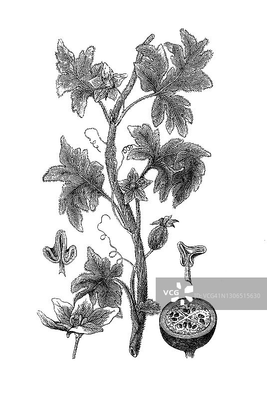 植物学、西瓜(Citrullus lanatus)古老雕刻插图图片素材