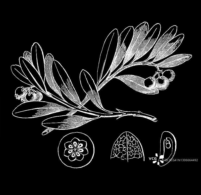 熊果植物学古老雕刻插图(Arctostaphylos uva-ursi)图片素材