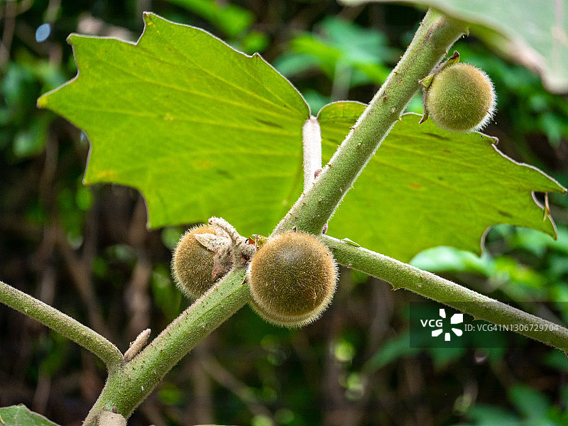 纳兰吉拉或露露(龙葵)，绿色酸性果实，在阳光下成熟图片素材