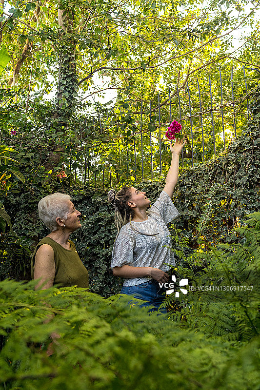 孙女和奶奶从花园里摘了一朵花。图片素材