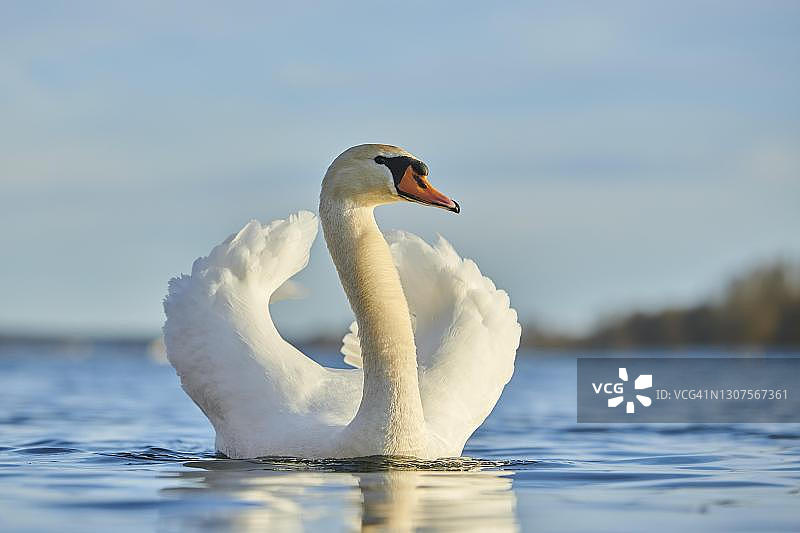 在德国巴伐利亚州的多瑙河上游泳的疣天鹅(天鹅色)图片素材
