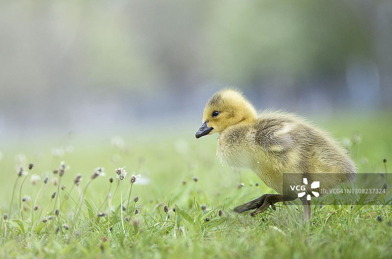 可爱的小鹅宝宝在草地上迈出第一步图片素材