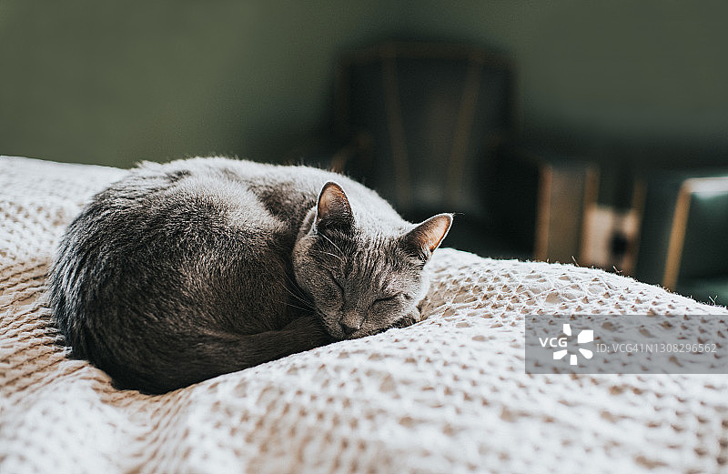 安静的场景，一只睡意朦胧的灰猫，蜷缩在一个舒适的床上，在一个家庭的房间。图片素材