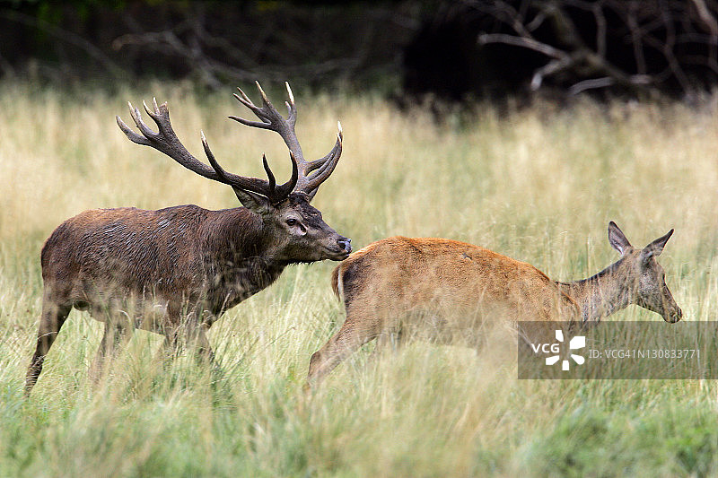 尾随母鹿发情期的红鹿-热行为的红鹿-公鹿和母鹿(Cervus elaphus)图片素材