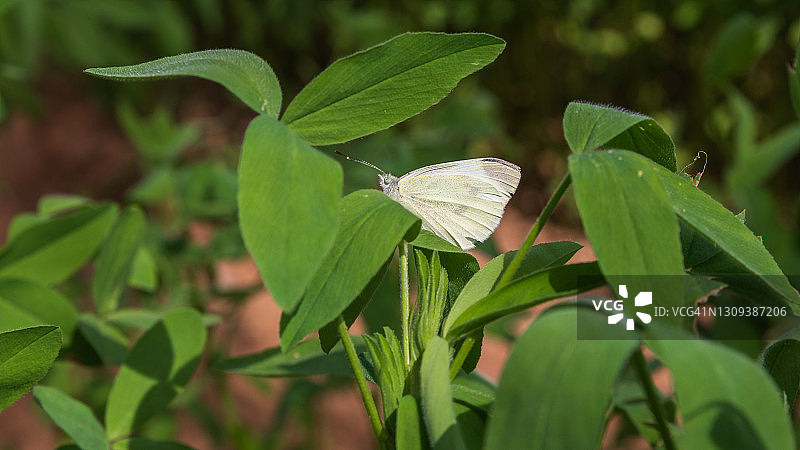 美丽的白蝴蝶坐在绿色的叶子上图片素材