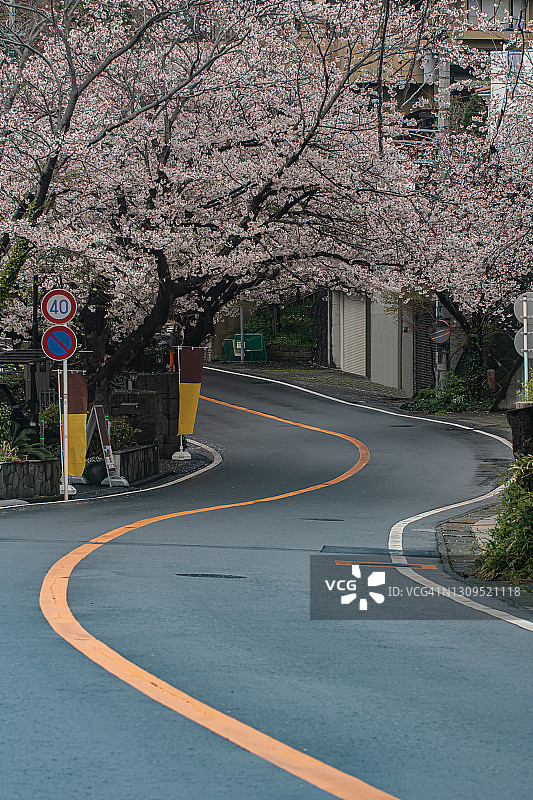 日本镰仓市的樱花路图片素材