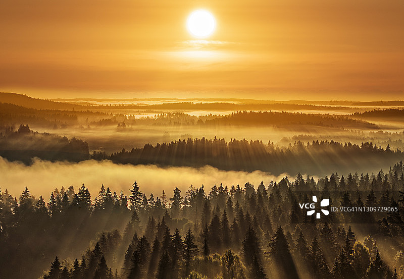 美丽的雾蒙蒙的森林阳光，奥兰科，芬兰图片素材