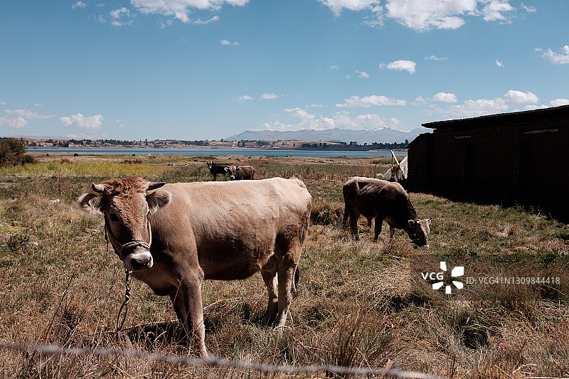在牧场放牧的奶牛图片素材