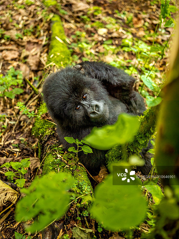 幼年山地大猩猩(白令盖大猩猩)在卢旺达火山国家公园休息的高角度视图图片素材
