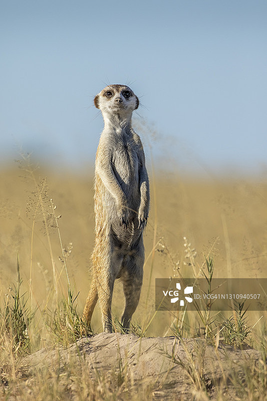 高草中的猫鼬，Makgadikgadi潘国家公园，博茨瓦纳图片素材