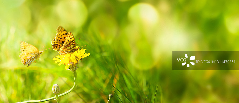 飞舞的蝴蝶在蒲公英盛开在一个田园诗般的夏季草地上模糊的背景，聚焦蒲公英盛开，阳光在背景图片素材