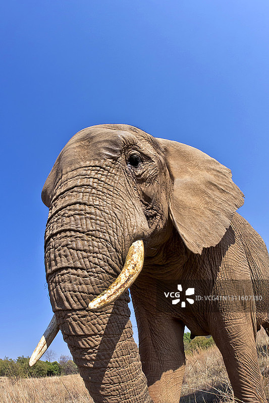 大象，野生动物保护区，南非图片素材