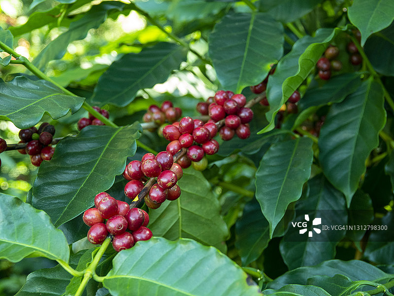 成熟的咖啡豆，新鲜的咖啡，红莓枝，工业农业在泰国的树上。图片素材