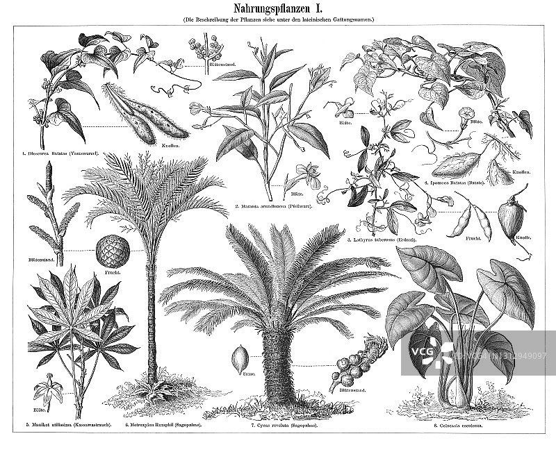古老的食物植物雕刻插图图片素材
