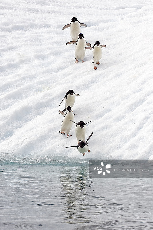 阿德利企鹅，保莱特岛，南极半岛，南极洲，阿德利企鹅。企鹅要下水了。图片素材