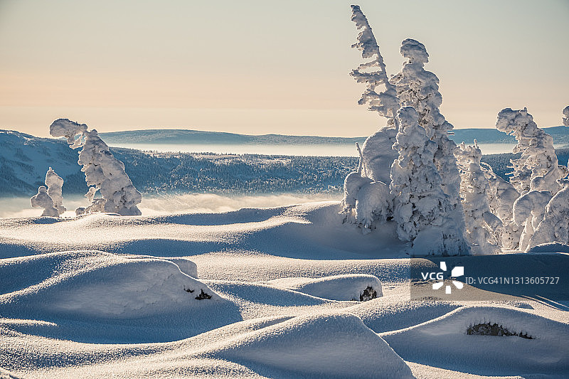 白雪覆盖的山坡上霜冻。冬季森林的白霜图片素材