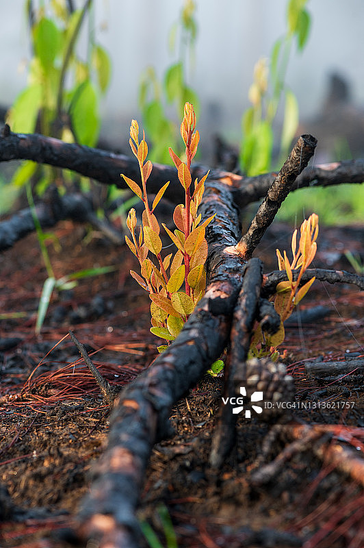 在森林火灾和森林砍伐后，萌芽的栗树、绿草和蕨类生长的新生命和活力图片素材