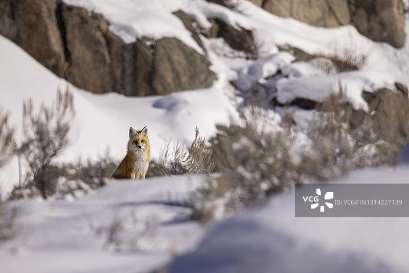 红狐狸在冬天，下雪图片素材