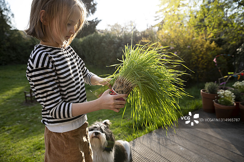 女孩(8-9岁)正在清理一个可回收饮料盒里的草，准备种在后院，一只好奇的宠物狗在一旁看着图片素材