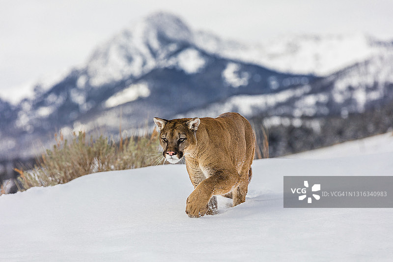 侧面的美洲狮(美洲狮concolor)行走在雪地上图片素材
