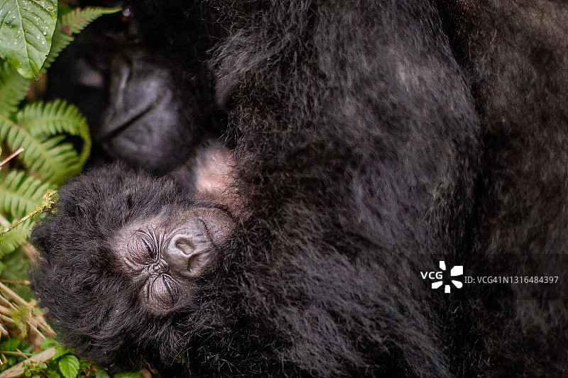 高山大猩猩(白令盖大猩猩)在植被间休息的高角度视图图片素材