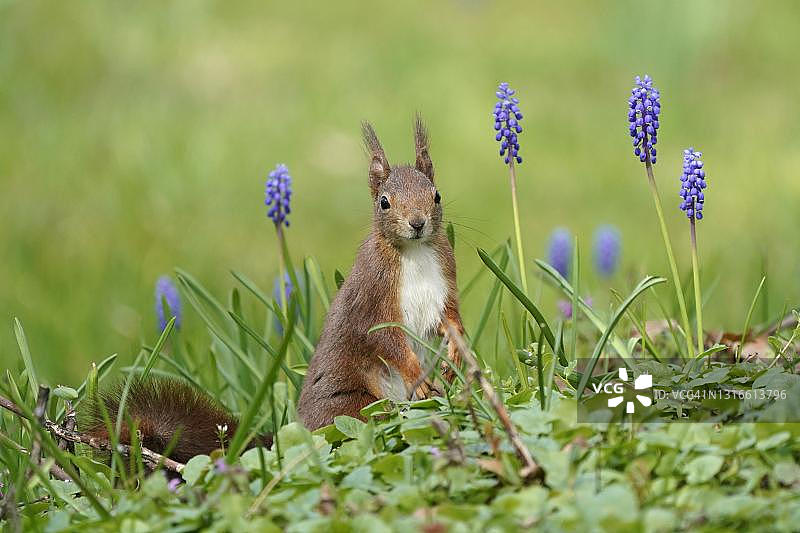 德国，在葡萄风信子前的草地上的松鼠图片素材