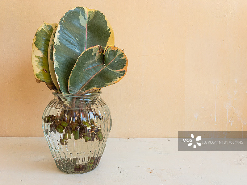 橡胶树水在一个透明的玻璃花瓶中繁殖，右边有一个空白的复制空间图片素材