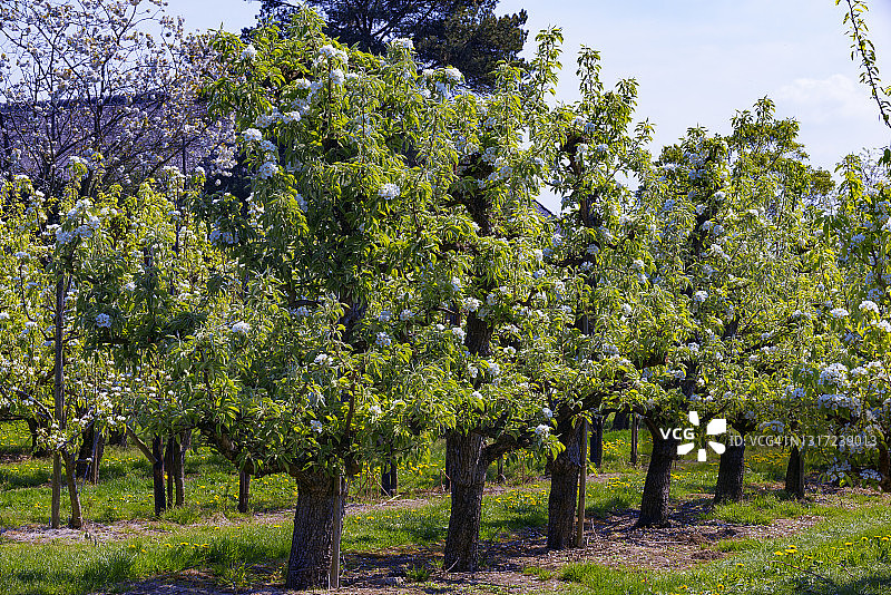 春天的果园里，草地上长着老苹果树图片素材