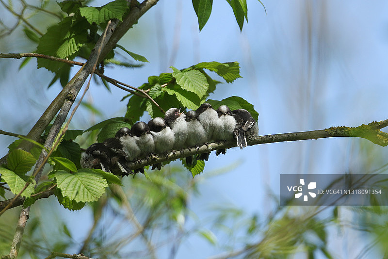 一个可爱的家庭，刚羽翼丰满的长尾山雀雏，Aegithalos caudatus，蜷缩在一棵树的树枝上排成一长排，以保持温暖。它们在等待鸟父母给它们喂食。图片素材