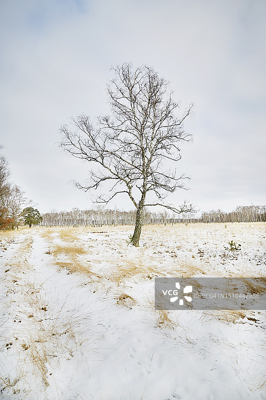 光秃秃的树木和景观在冬天图片素材