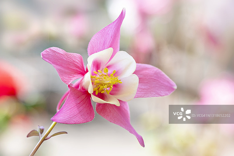 水仙花天鹅粉花，也叫水仙花或耧斗菜图片素材