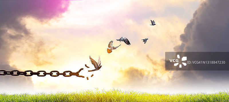 飞翔的鸟与断链-自由的鸟与自然在日落的背景，希望的概念。图片素材