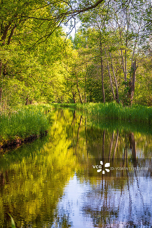 平静的河流和夏天树林的倒影图片素材