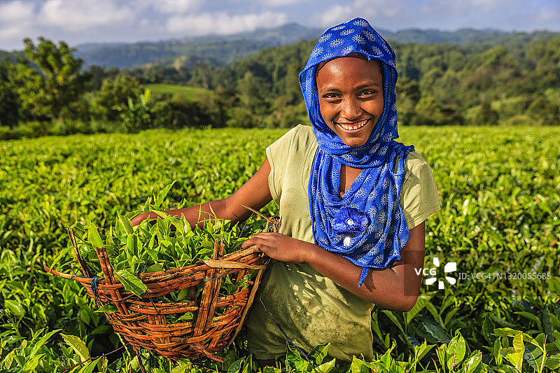 非洲年轻妇女在东非的种植园里采摘茶叶图片素材