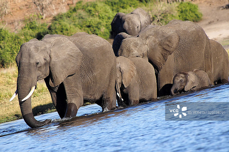非洲象，丘比国家公园，博茨瓦纳图片素材
