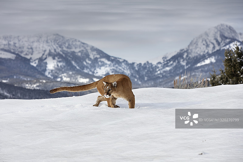 前面的美洲狮(美洲狮)在雪地上移动图片素材