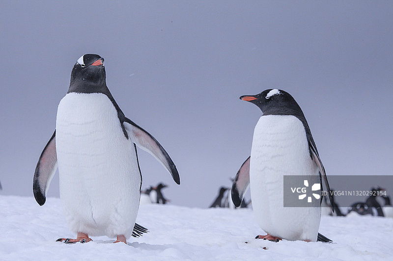 企鹅在丹科海岸的雪地上行走图片素材
