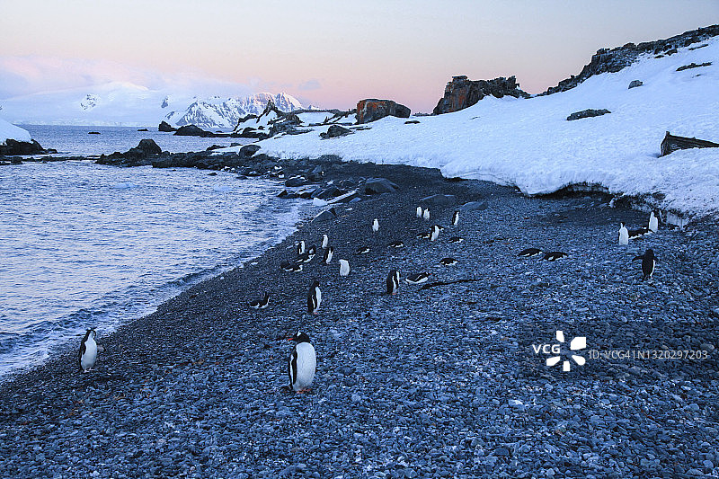 一群巴布亚企鹅在半月岛图片素材