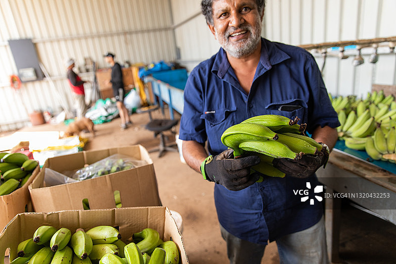 在澳大利亚香蕉农场的工作生活图片素材