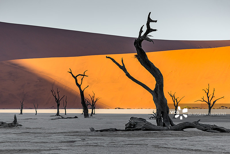 非洲纳米比亚-瑙克鲁夫特公园索苏斯瓦莱的德德夫雷盐土上的枯树图片素材