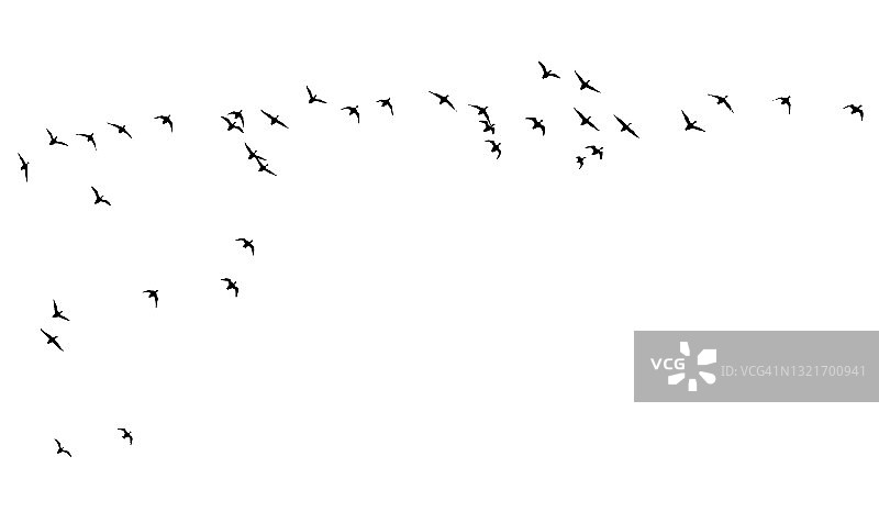 飞翔的鸟。矢量图像。白色backgorund。图片素材